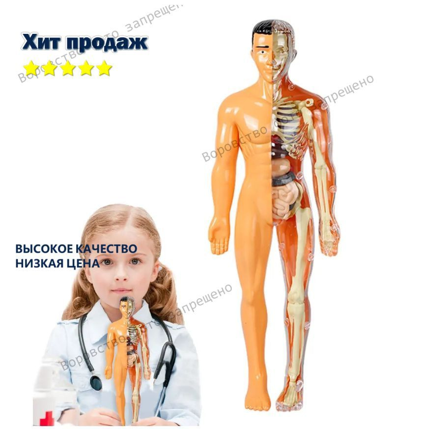 Анатомическая модель #1