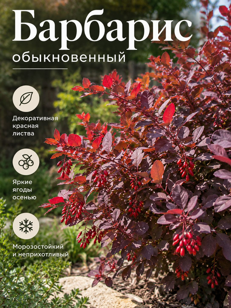 Саженец #1