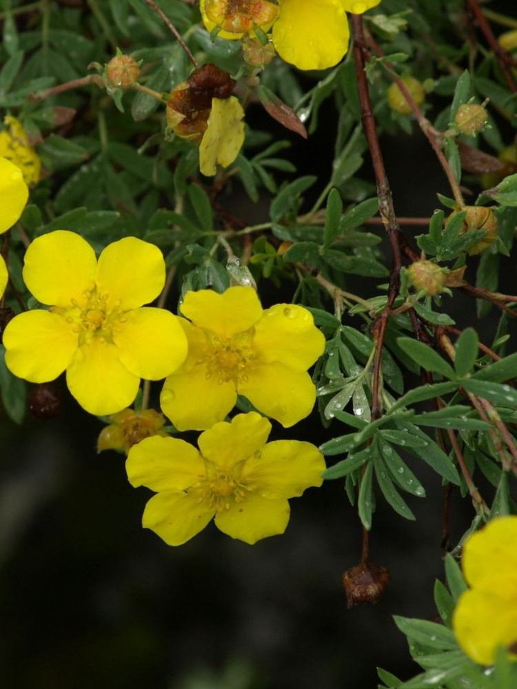 Семена Курильский чай кустарниковый (Dasiphora fruticosa), 25 штук  #1