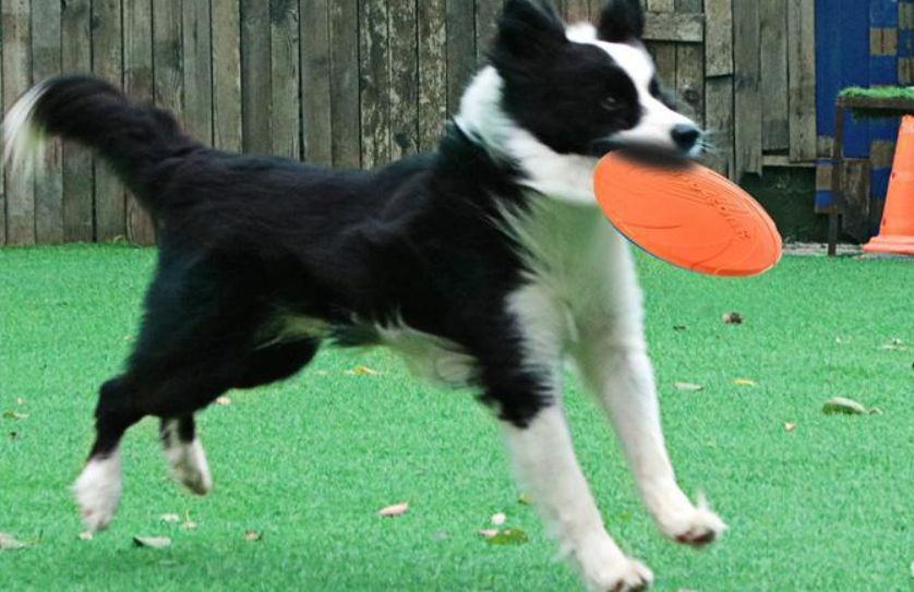 Фрисби для собак 18 см/1 шт купить на OZON по низкой цене (1485974429)