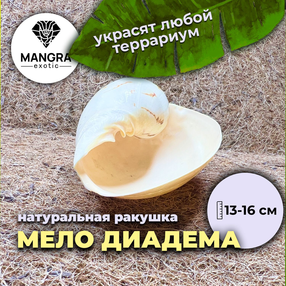 Натуральная ракушка MANGRA exotic Мело диадема (13-16 см) - декор для террариума + укрытие для насекомых, #1