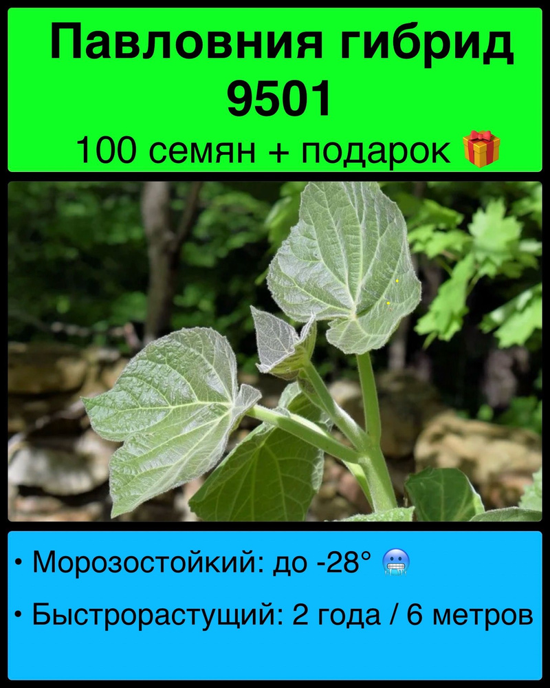 Павловния гибрид 9501 семена 100 штук + подарок. Семена морозостойкой павловнии.  #1