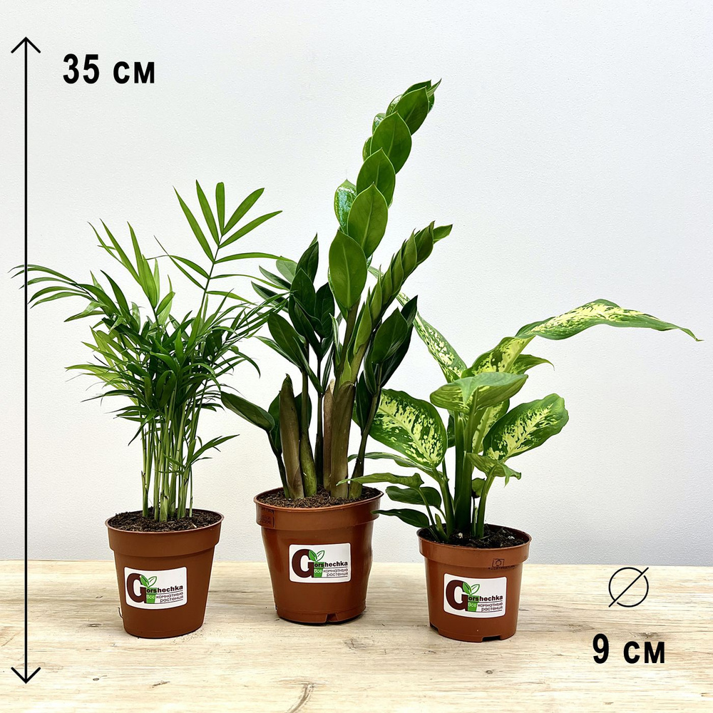 Набор 3 растения (d9): Замиокулькас, Диффенбахия, Хамедорея, высота 25-40см  #1
