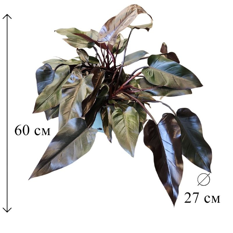 Филодендрон Лиза D-27 H-60 см #1