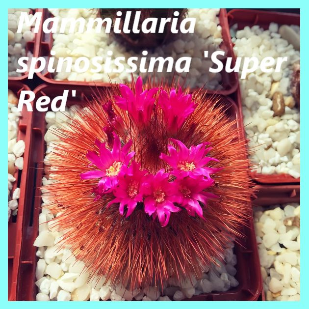 Семена кактуса - Mammillaria spinosissima 'Super Red' (10 шт.) #1