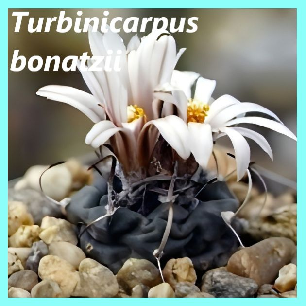 Семена кактуса Турбиникарпус - Turbinicarpus bonatzii (10шт.) #1