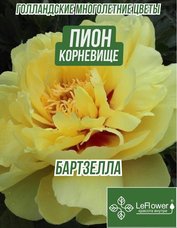 Пион Корневище, Бартзелла,1шт #1