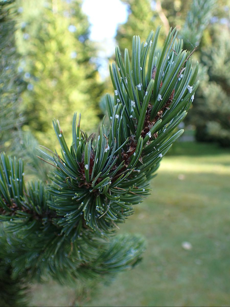 Семена Сосна Остистая (Pinus aristata), 10 штук #1