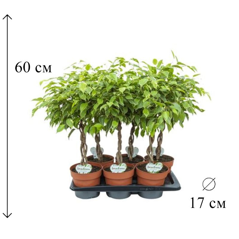 Фикус бенжамина Голден Кинг переплетенный D-17 H-60 см #1