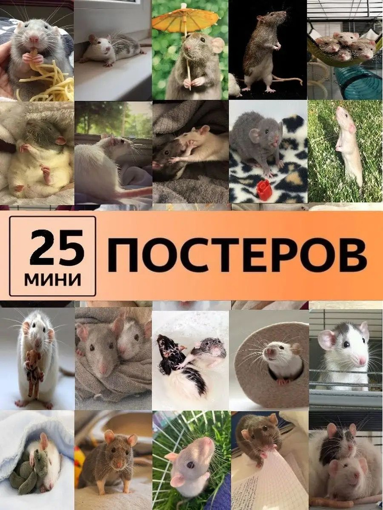 постеры крыски #1