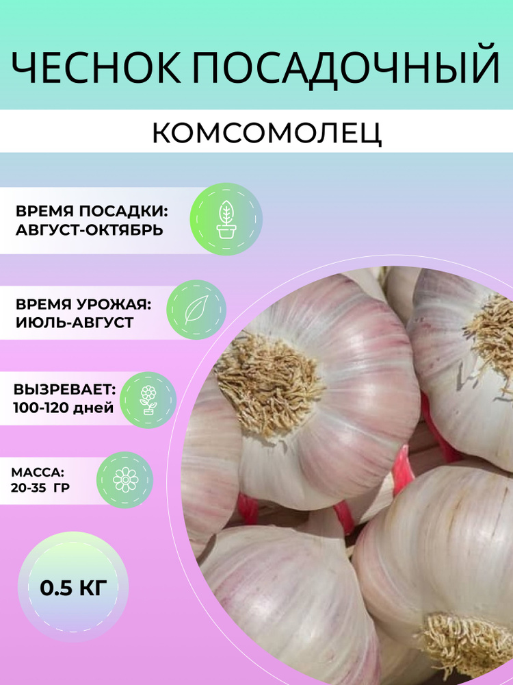 Чеснок Комсомолец посадочный озимый 0.5 кг #1