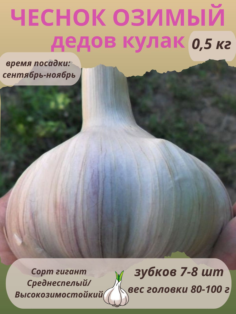 Чеснок на посадку Дедов Кулак, озимый многолетний 0,5 кг купить на OZON ...