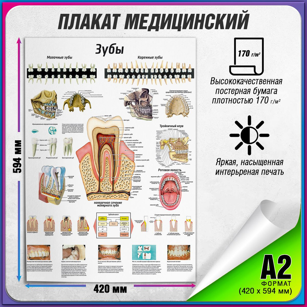 Информационный медицинский плакат "Анатомия зубов: строение, расположение" / А-2 (42x60 см.)  #1