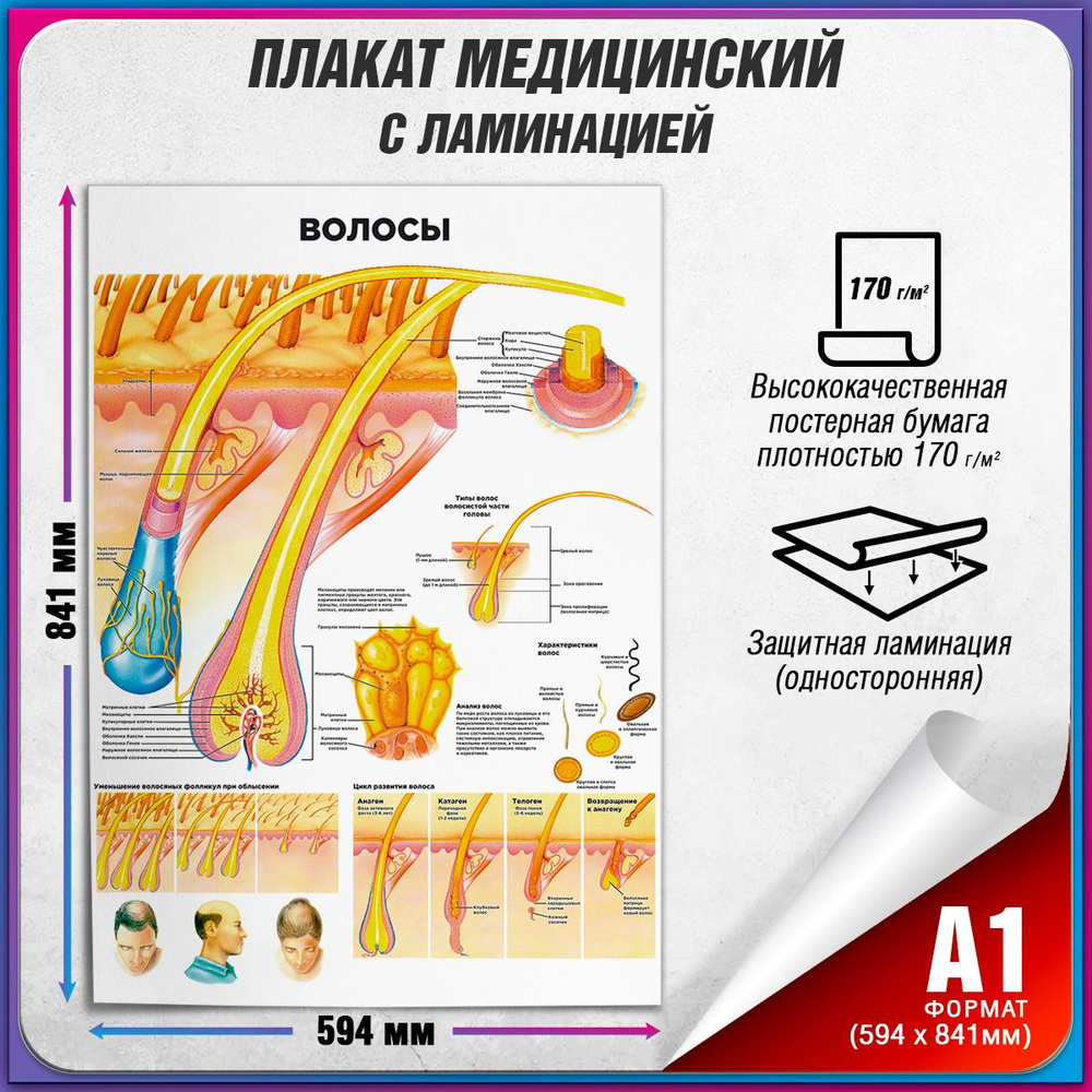 Информационный медицинский плакат "Волосы" / ламинированный / А-1 (60x84 см.)  #1