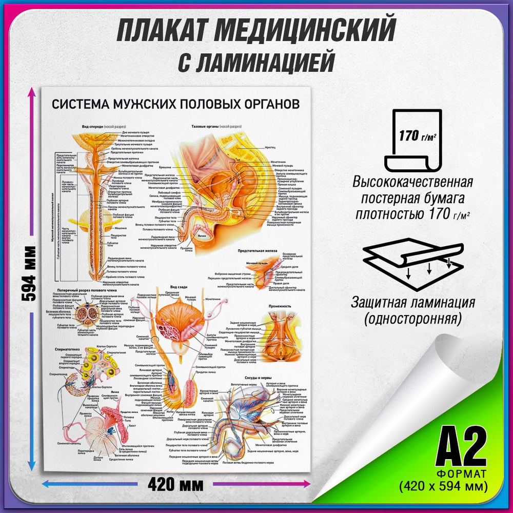 Информационный медицинский плакат "Система мужских половых органов" / ламинированный / А-2 (42x60 см.) #1