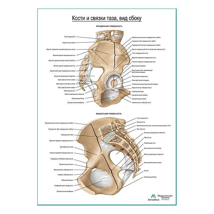 Обучающий плакат "Кости и связки таза продолжение" из глянцевой фотобумаги размера А2+  #1