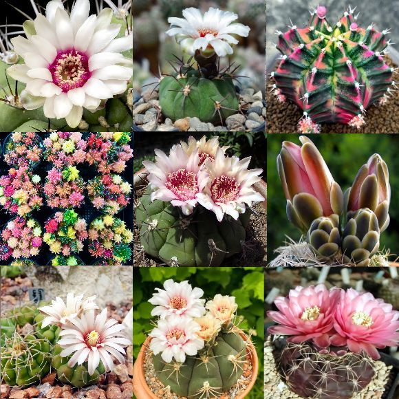 Семена Гимнокалициум микс - Gymnocalycium mix (10 шт.) #1