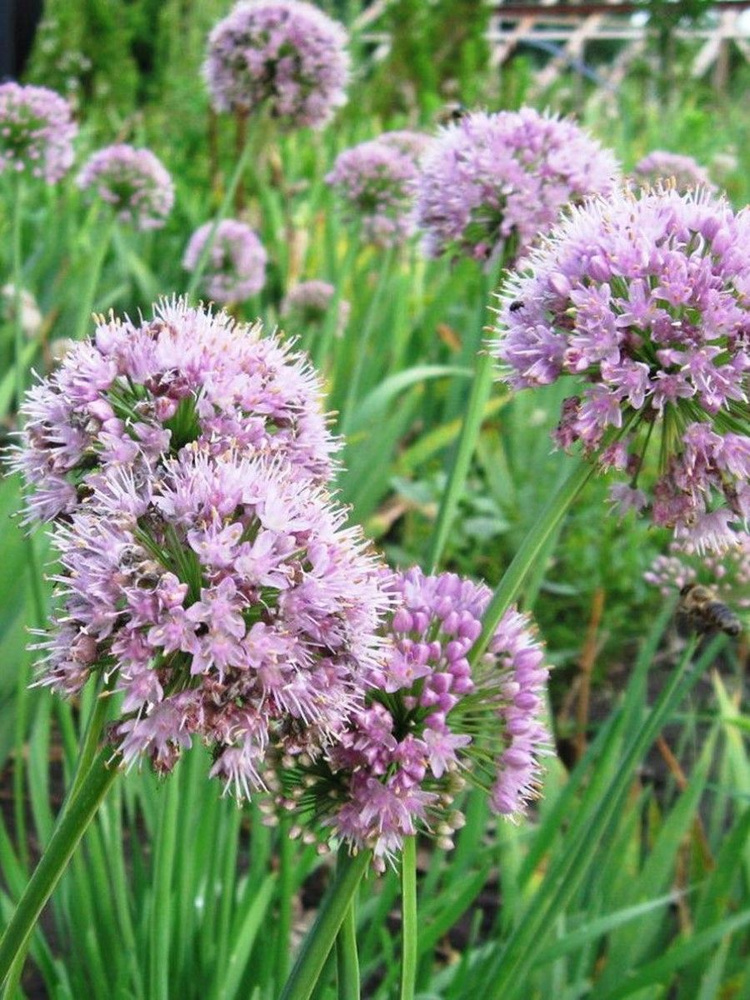 Семена Лук слизун (Allium nutans), 20 штук #1