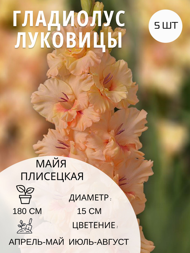 Гладиолус Майя Плисецкая крупноцветковый , многолетние луковицы цветов 5 шт #1