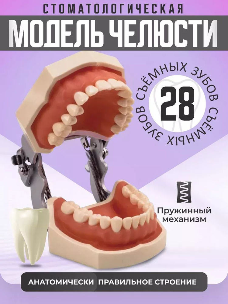 Анатомическая модель #1