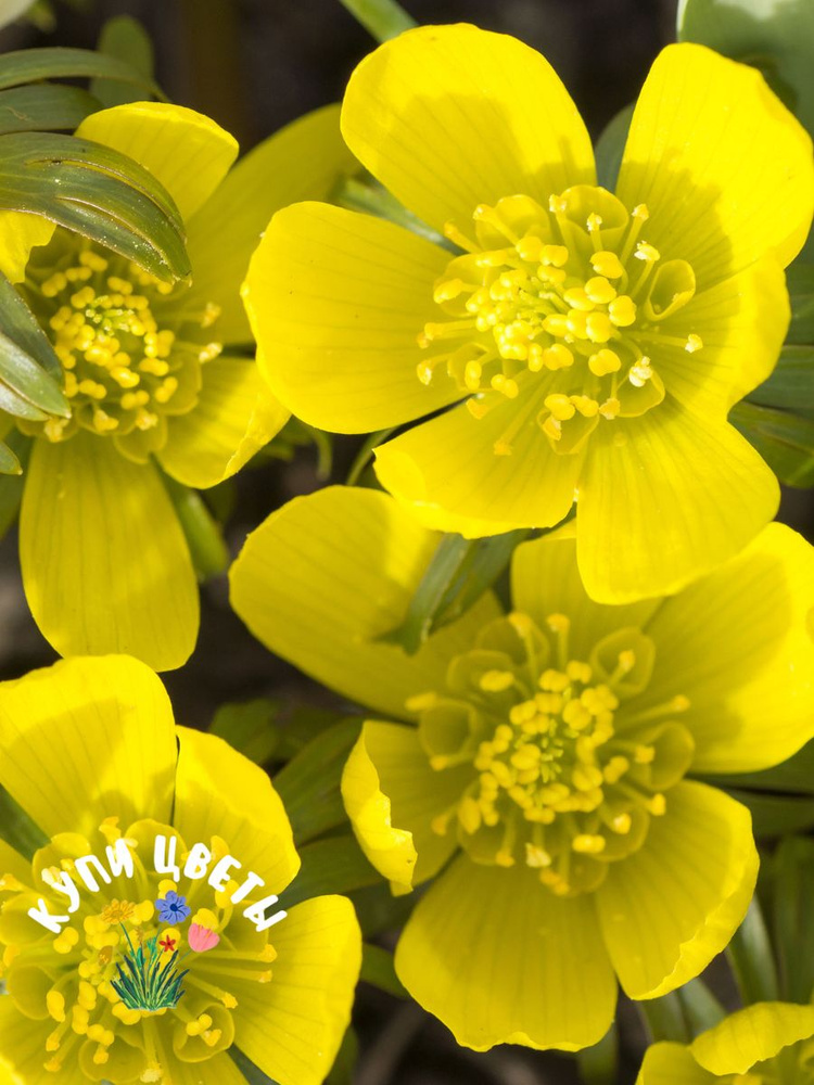 ЭРАНТИС (5 луковиц) #1