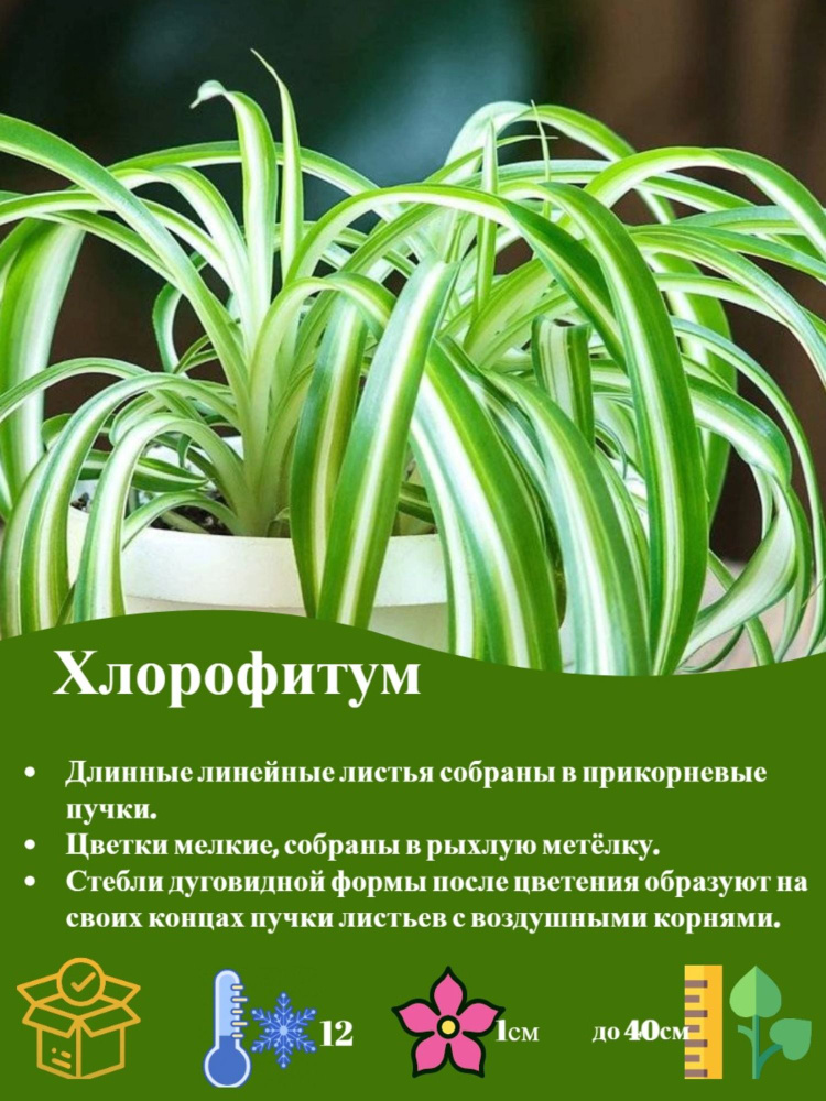 Хлорофитум #1