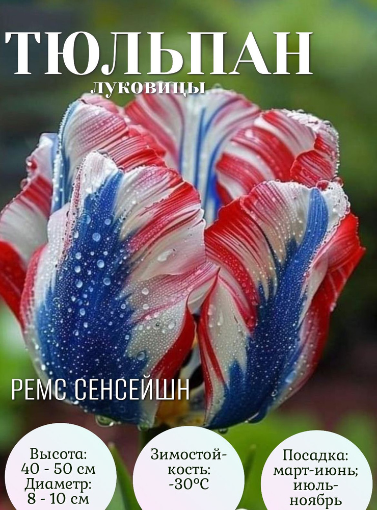 Тюльпан луковицы многолетние крупные 3 шт #1