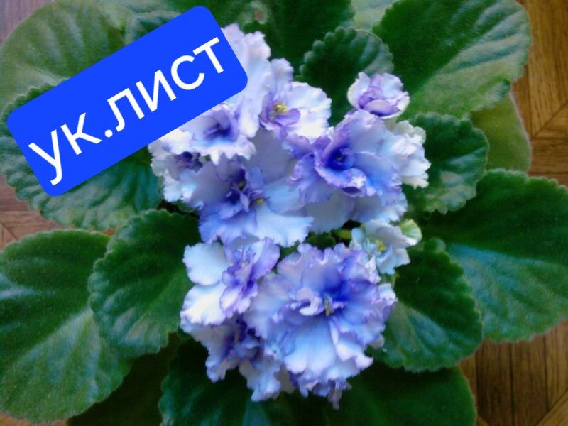 Фиалка лист #1
