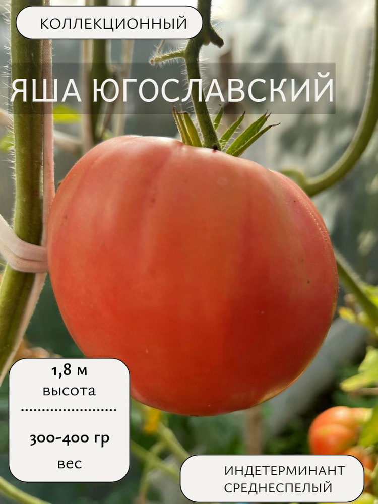 Семена #1
