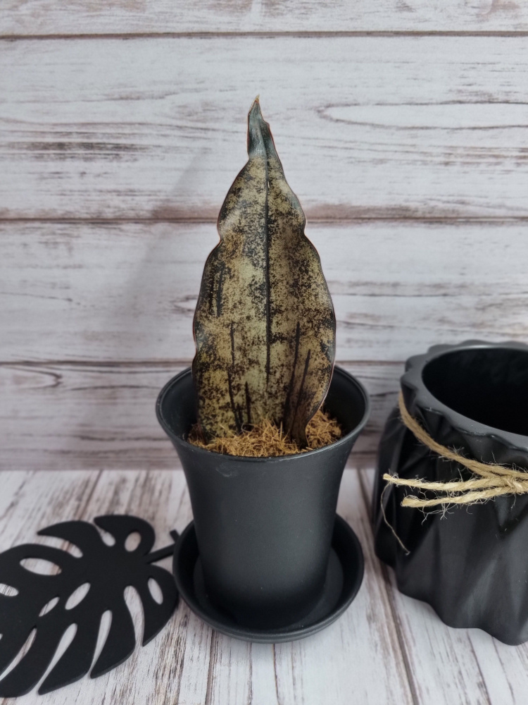 (Sansevieria Star Canyon Granite)    OZON    (2996615501)