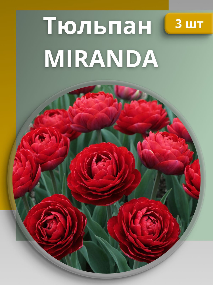 Тюльпан MIRANDA (3 луковицы) #1