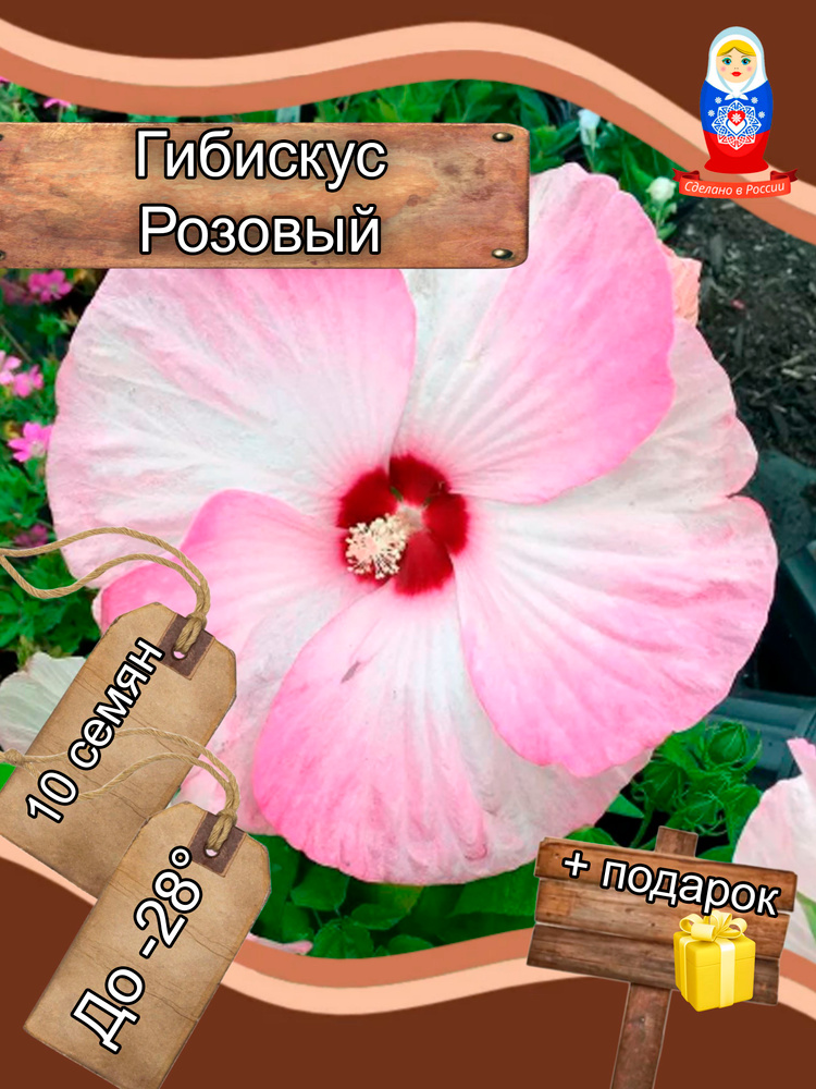 Семена ,10шт #1