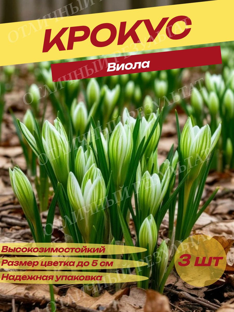 Луковицы Крокуса #1