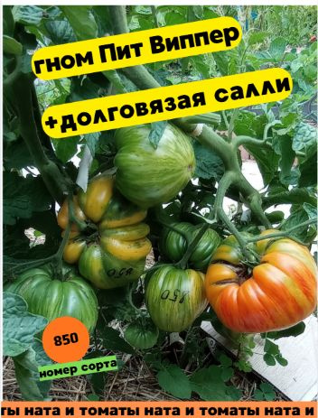 Гном крест сортов Pit Viper+Long Tall Sally #1