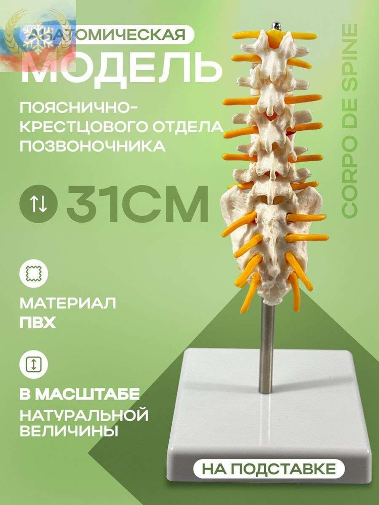Анатомическая модель #1