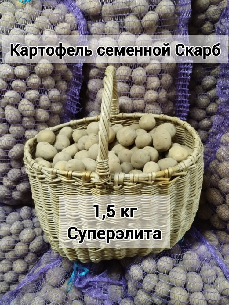 Картофель семенной Скарб, суперэлита. 1,5кг #1