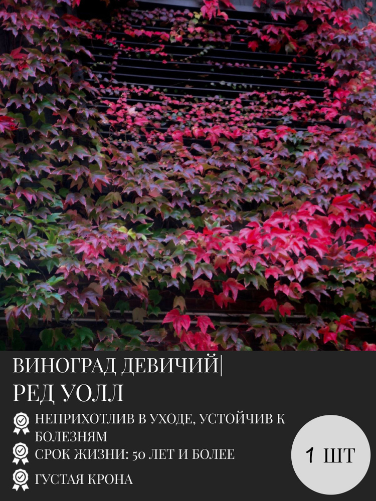 Девичий Виноград Ред Уолл #1