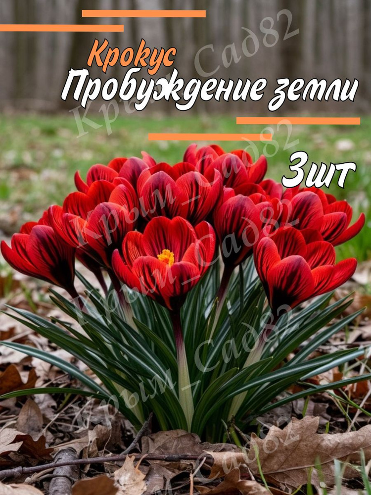 Луковицы Крокус #1
