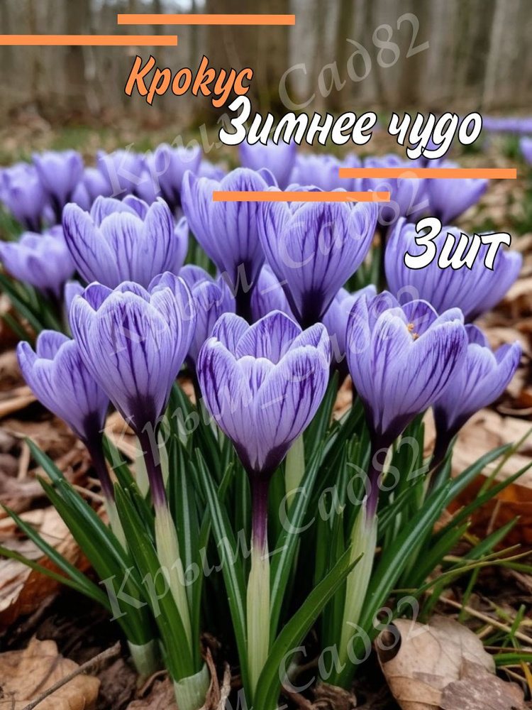 Луковицы Крокус #1
