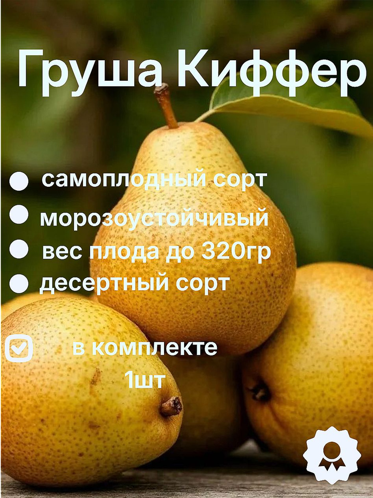 Груша сорт Киффер #1