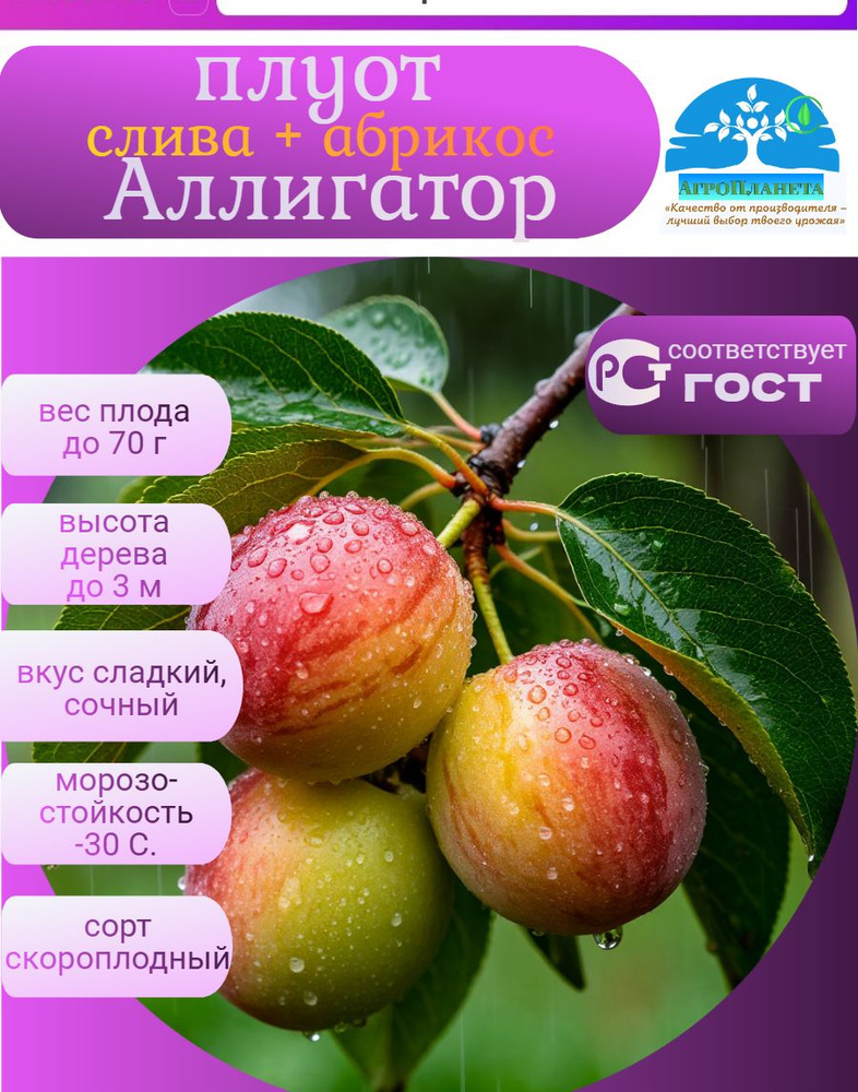 Саженец плуота Аллигатор (гибрид сливы и абрикоса) 2 года ЗКС в питательном субстрате АгроПланета #1