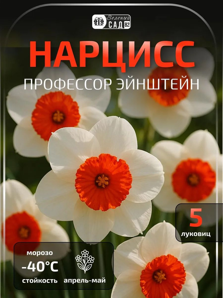 Луковицы нарциссов Профессор Эйнштейн #1