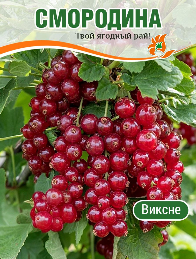 Смородина саженцы красная крупная Виксне морозостойкая в горшке 0,5л плодовые кустарники саженцы #1