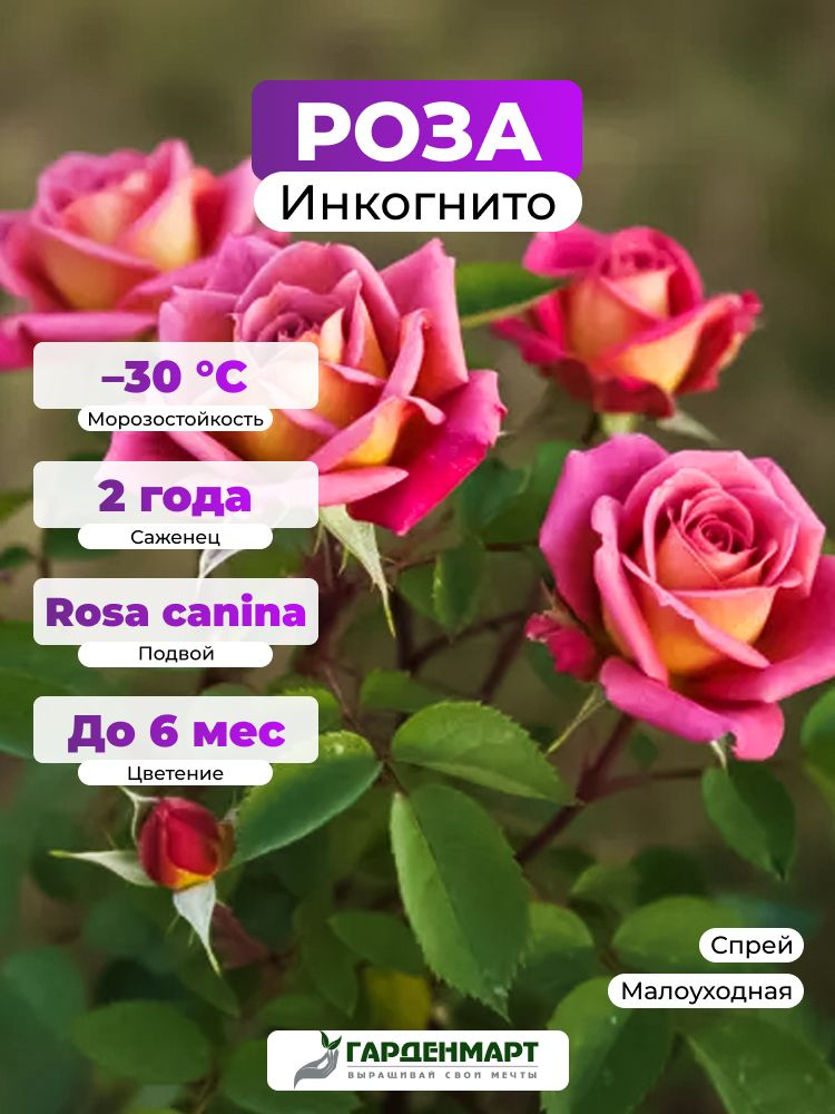 Саженец Роза Инкогнито #1