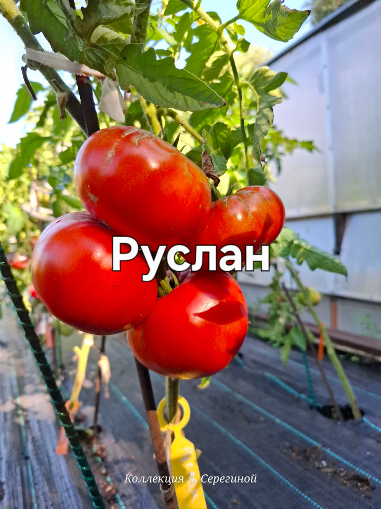 Руслан #1