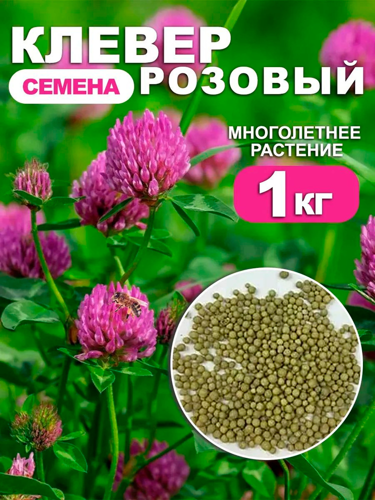 DTIME Семена #1