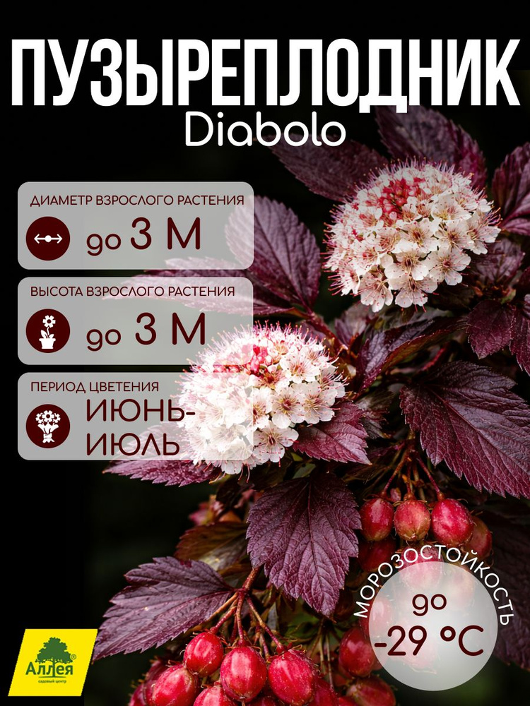 Пузыреплодник Диаболо #1