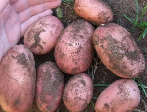 Картофель на еду купить в Шарыпово Товары для дома и дачи Авито