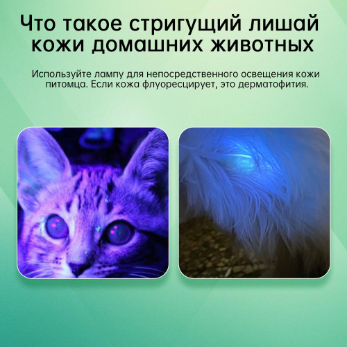 Фотосы попуга Пин-ап порно