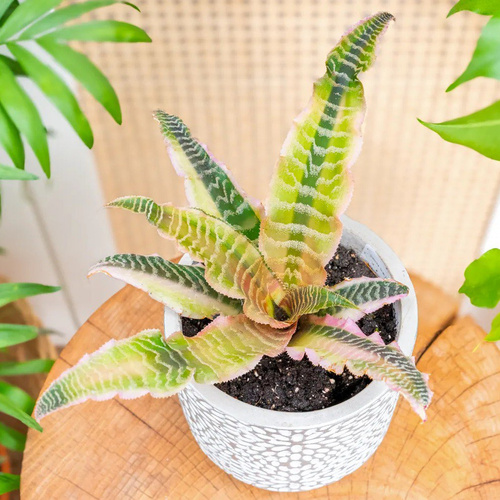 Криптантус Элайн (Cryptanthus Elaine) D9см, растение в горшке